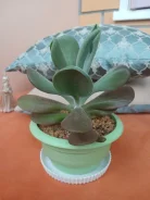 ��������. ����