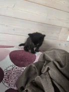 ����������� �����. ����