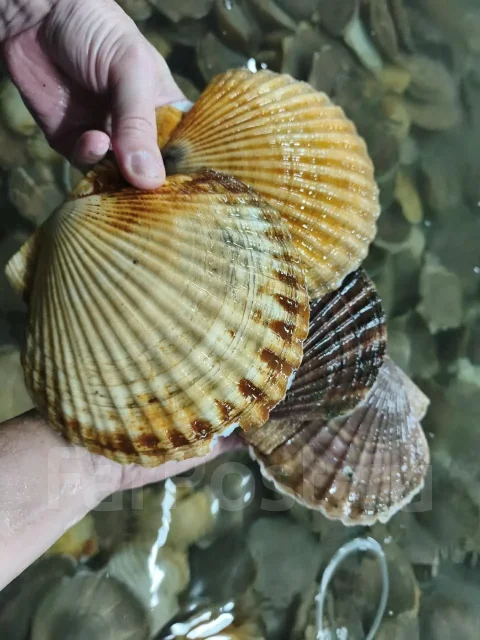������� ��������. ����