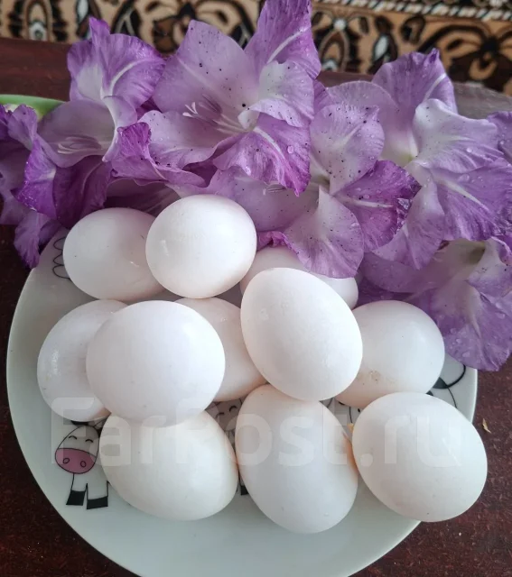 ���� �������. ����