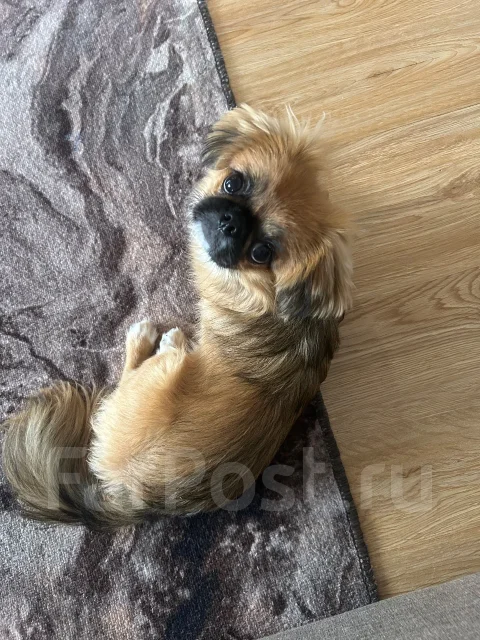 �������. ����