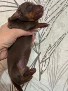 �����. ����