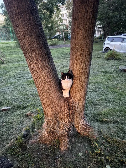 �����. ����