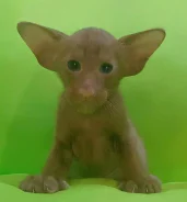 ������������ �����. ����