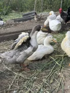 ����. ����