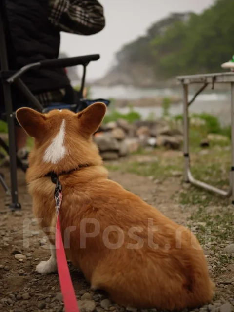 Sony Alpha ZV-E-10 ����