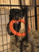 ���������. ����