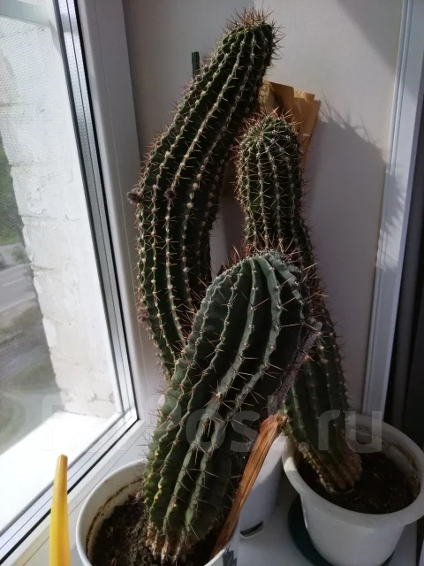 ������. ����