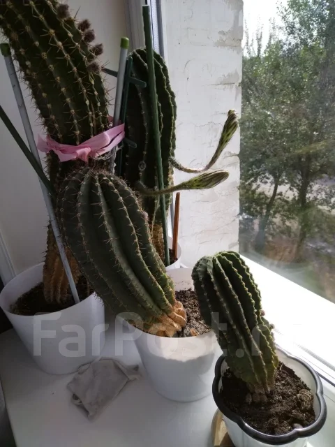 ������. ����
