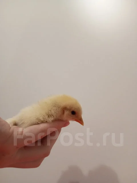����. ����