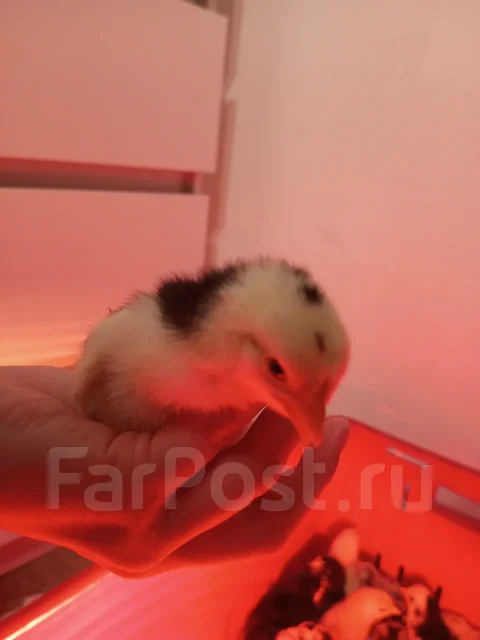 ����. ����
