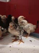 ����. ����