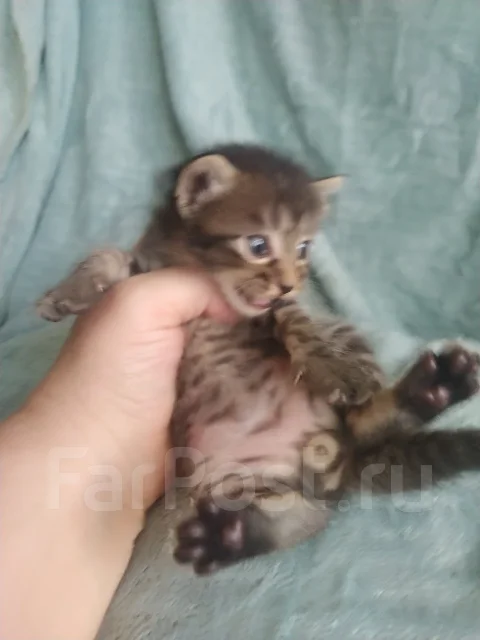 �����. ����
