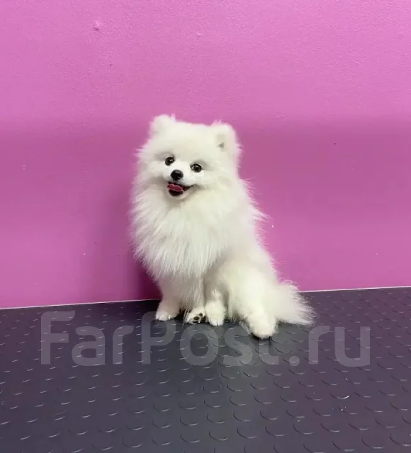 ����������� ����. ����