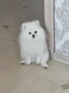 ����������� ����. ����