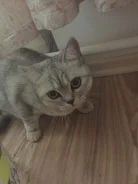 �����. ����