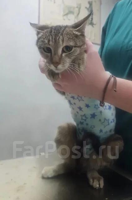 �����. ����
