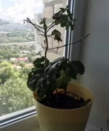 ����� ����, �������� ��� ������ ����