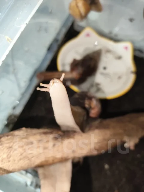������ �������. ����