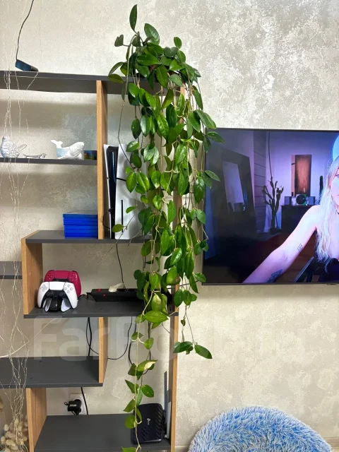 ����. ����