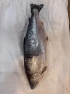 ����. ����