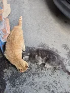 �����. ����