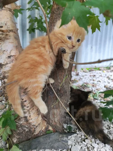 � ������ ���� ����
