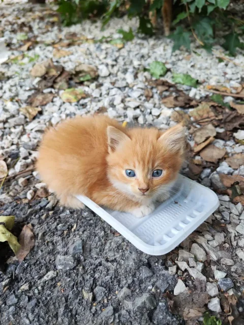 � ������ ���� ����