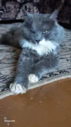 �����. ����