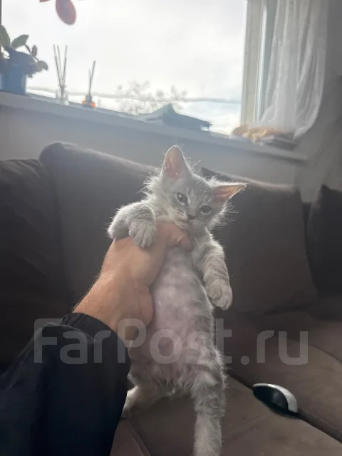 ������. ����