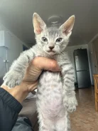 ������. ����