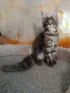 ����-���. ����