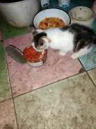 ������ ��������� ����