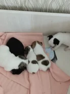 ��������. ����