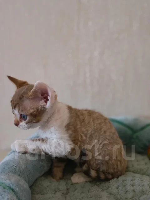 ����� ����. ����