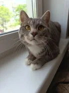 �����. ����