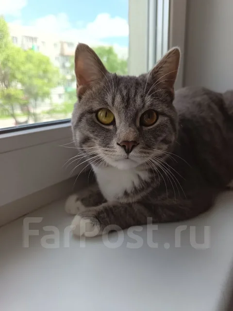 �����. ����