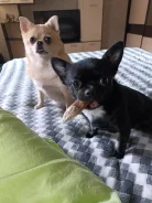���������� ��������. ����