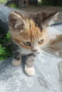 �����. ����