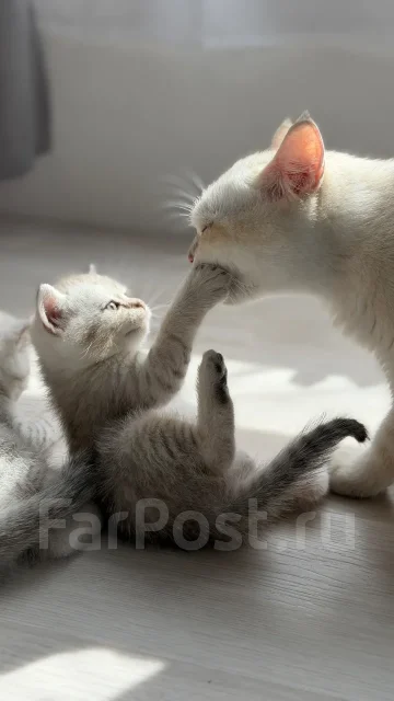 ����������� �����. ����