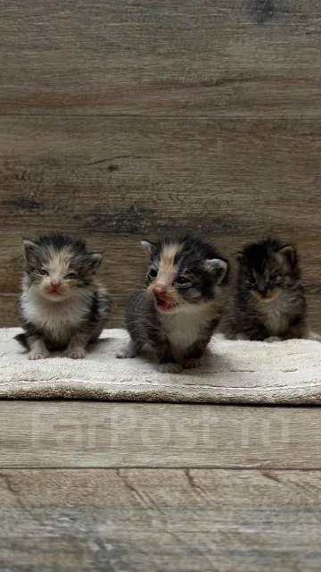 ����������� �����. ����