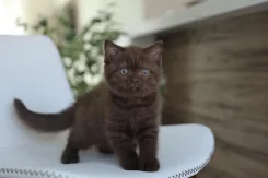 ���������� �����. ����