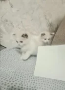 �������. ����