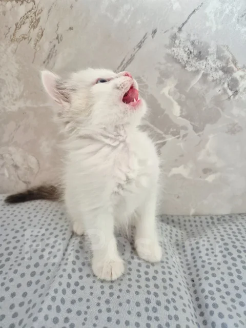 �������. ����