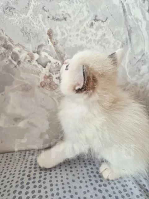 �������. ����