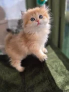 ���������� �������������� �����. ����