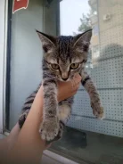 ������ ����
