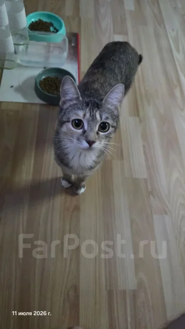 �����. ����