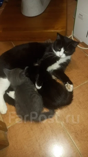 �����. ����