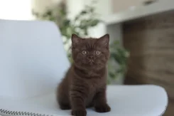 ���������� �����. ����